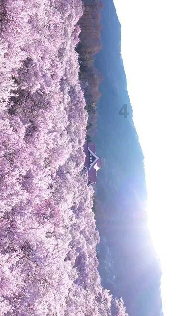 野生动物园大逃脱